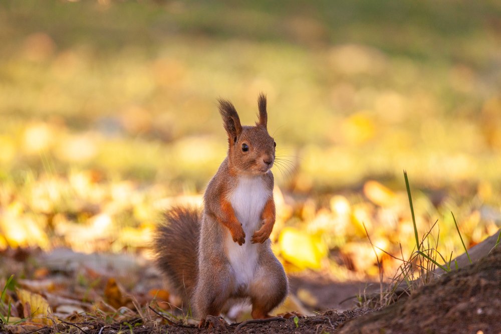 Фотография автора Анатолий Гарин
