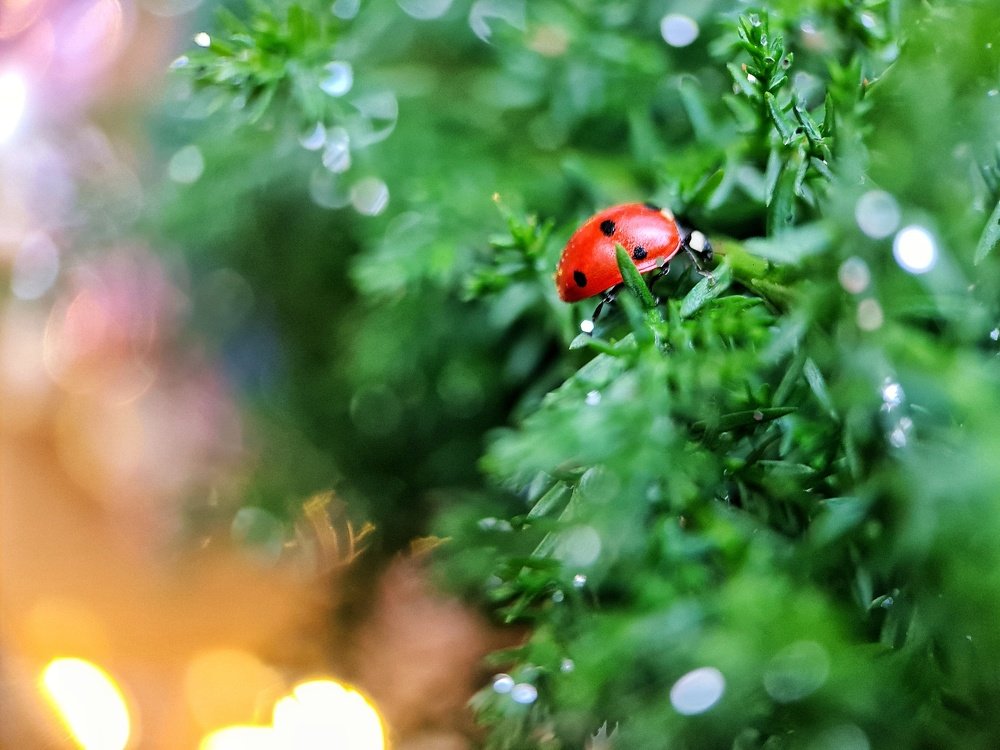 Photograph by Светлана Смирнова