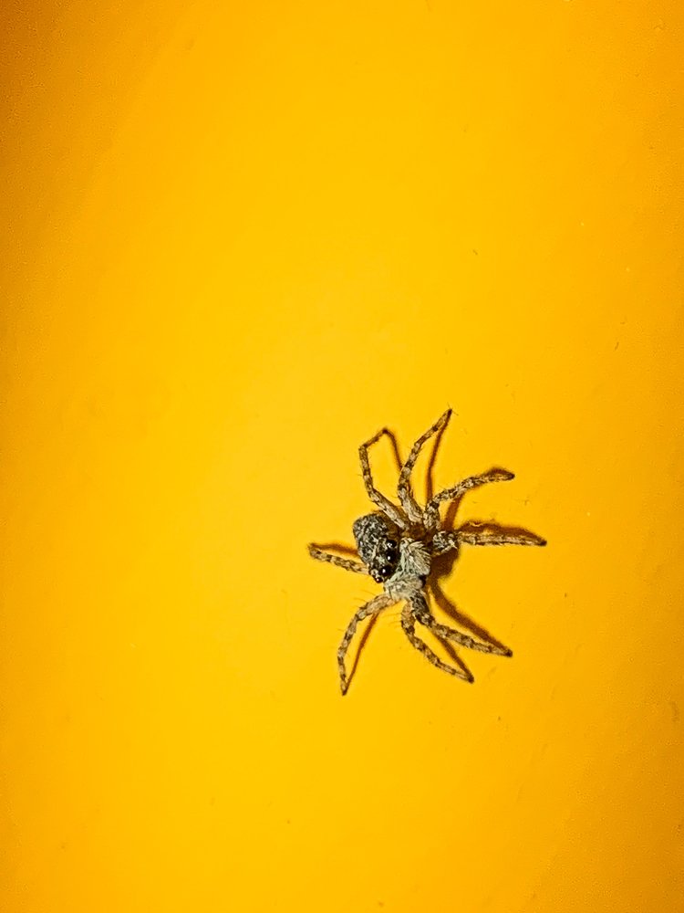 Наблюдатель