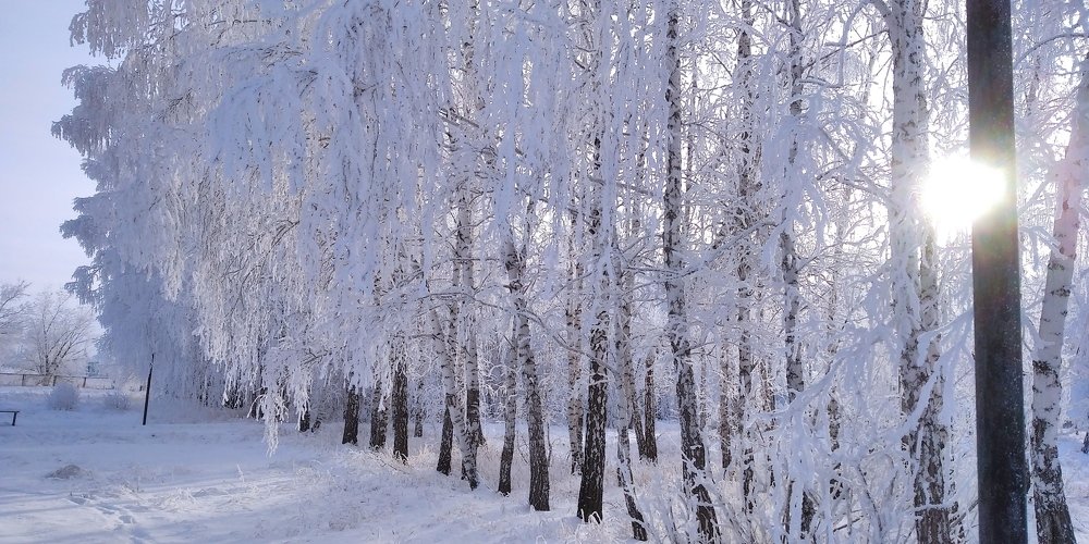 Березки, солнце и хрустальная зима.