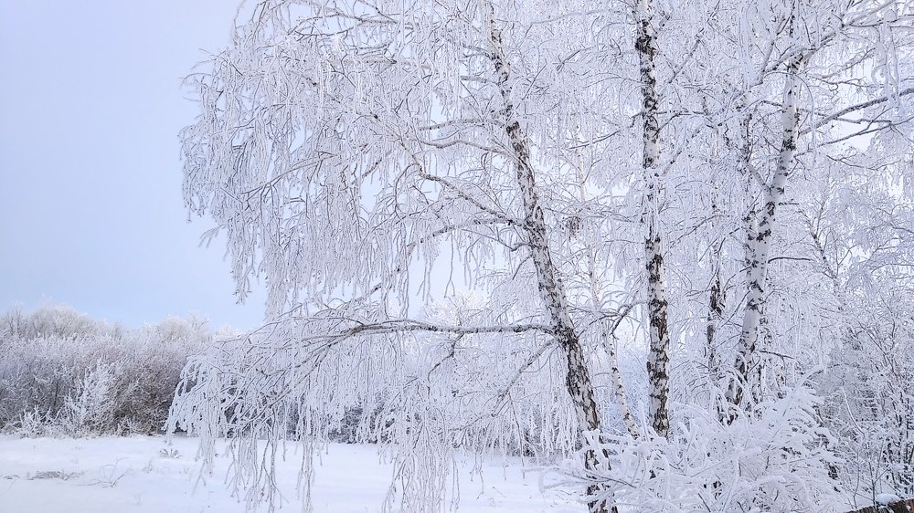 Нежность зимы.