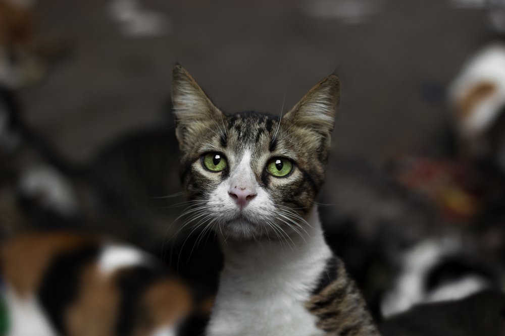 Photograph by mohamed rasta