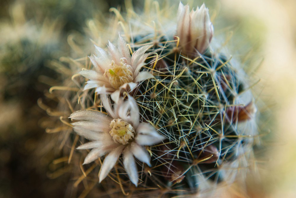 Фотография автора Алексей Самойлов