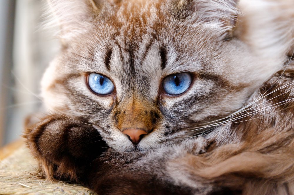 Фотография автора Summerlin