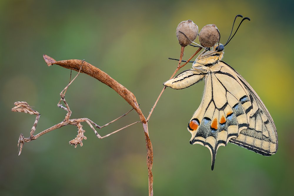 Photograph by MATTEO TRENTIN