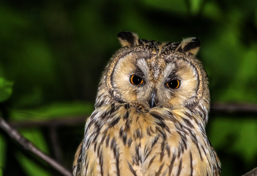 Ночной портрет.