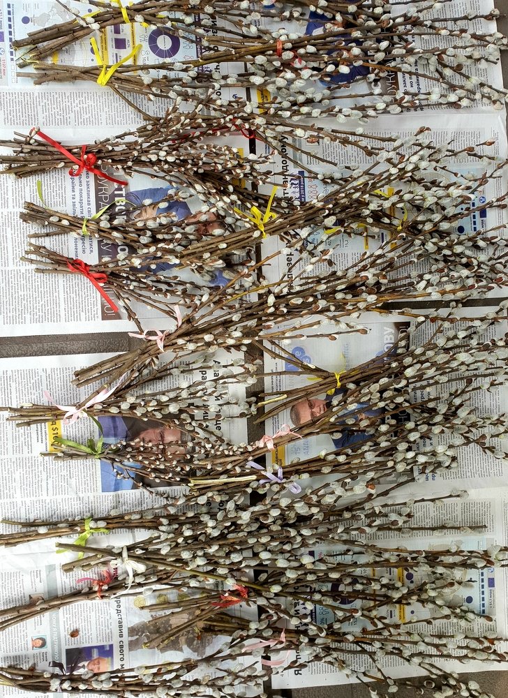 Фотография автора Тарасова Инна