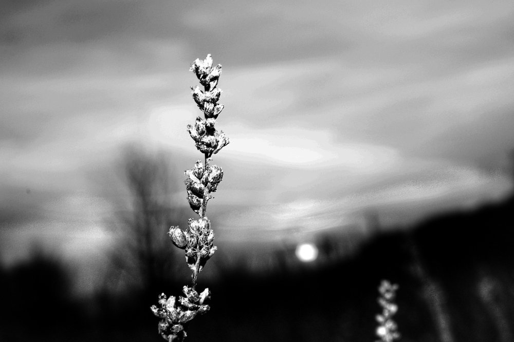 Тональность рассвета