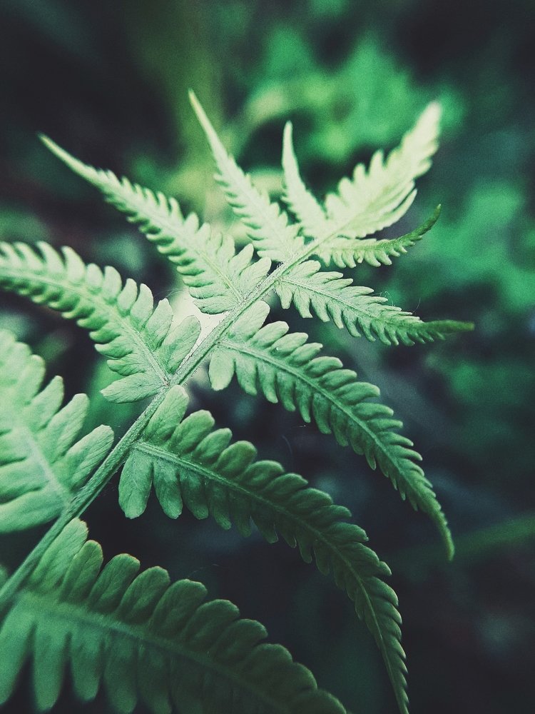 Фотография автора Виктория Мешкова