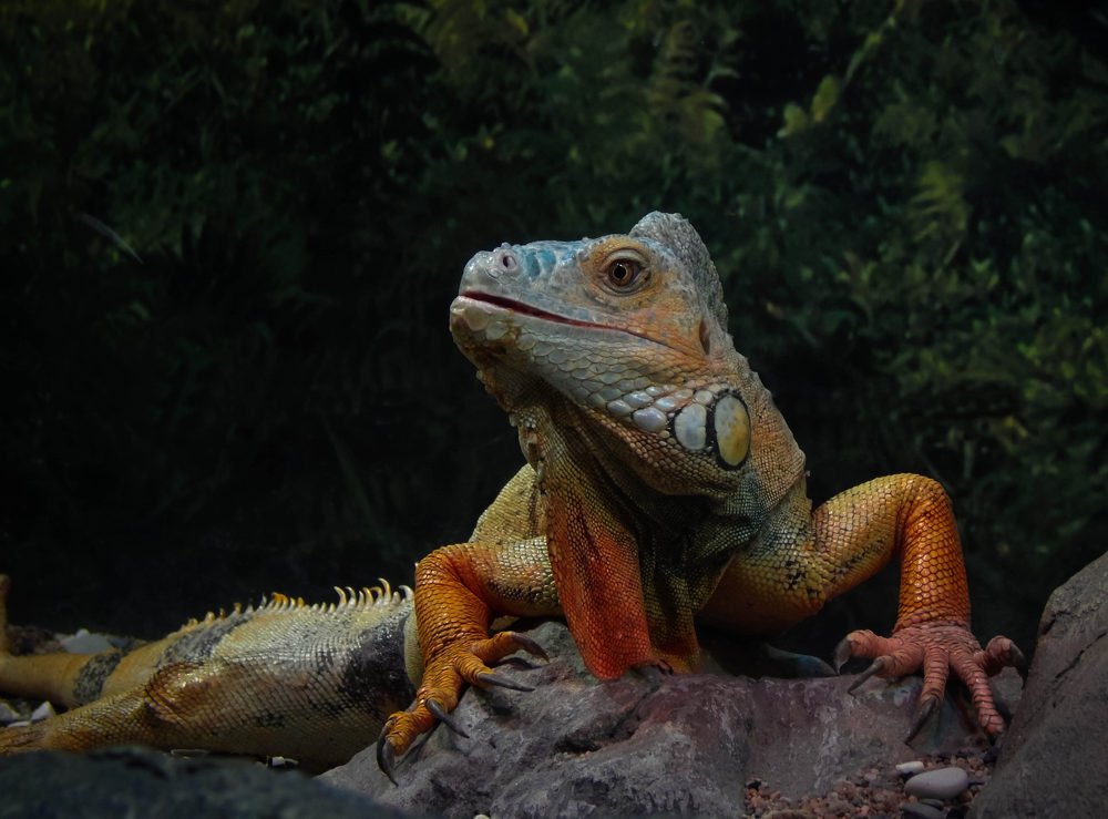 Photograph by Диана Бородзе