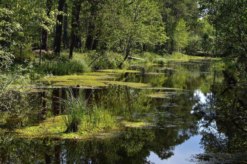 Летний пейзаж