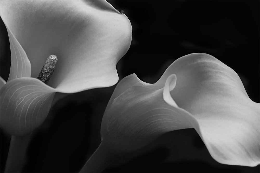 calla lily