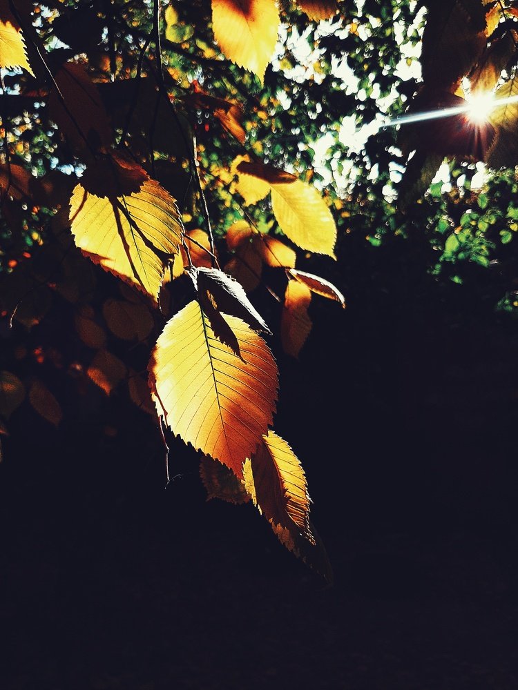 Фотография автора Виктория Мешкова