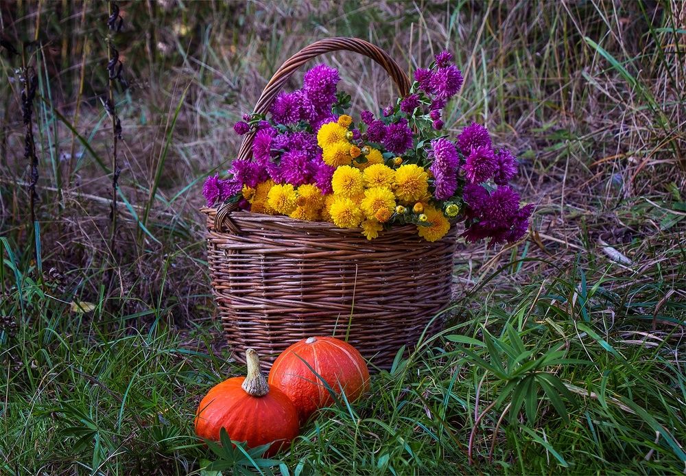 Лесов таинственная сень