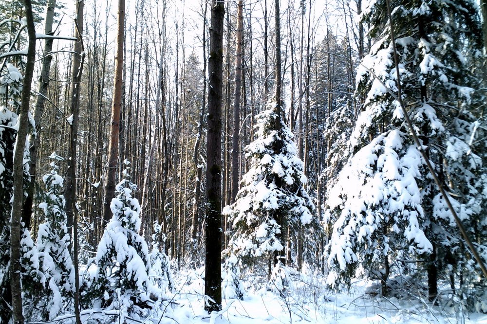 Зима в лесу.