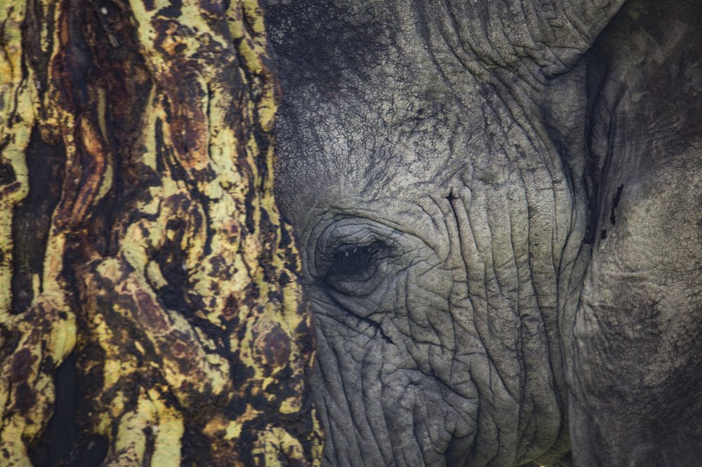 Слон и дерево.