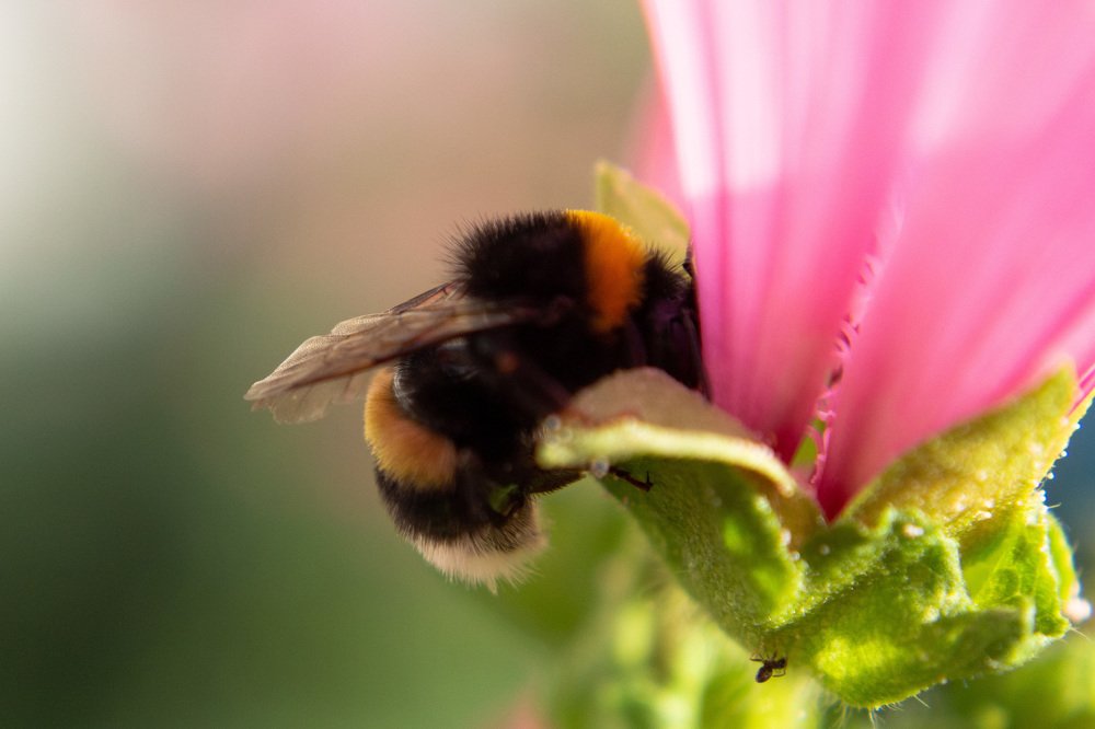 Photograph by Юлия Калюжная