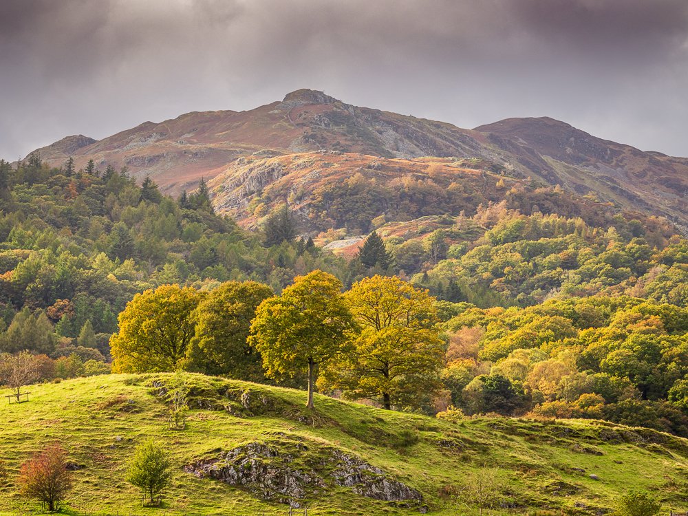 Mountains protect the trees.