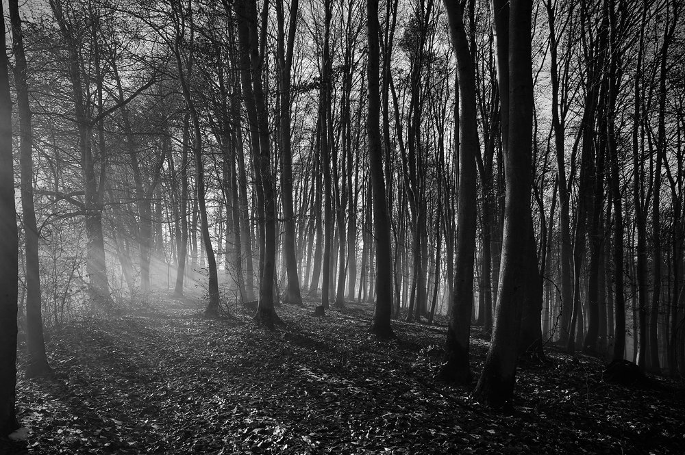 Photograph by noel kapica