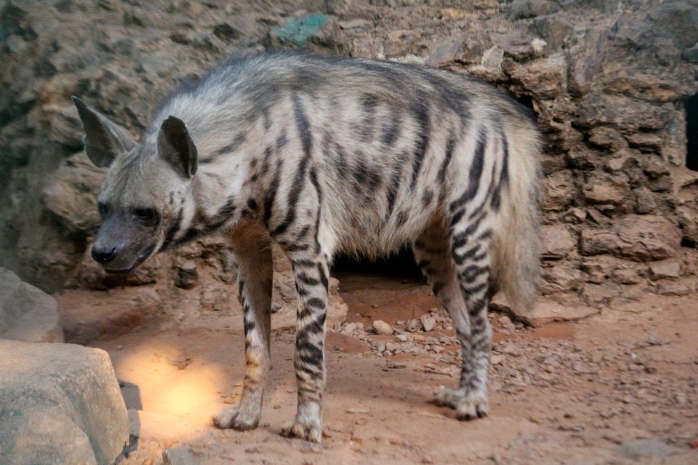 ID: Indian Striped Hyena