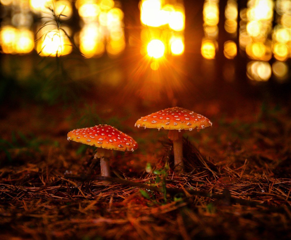 Мухоморы на закате