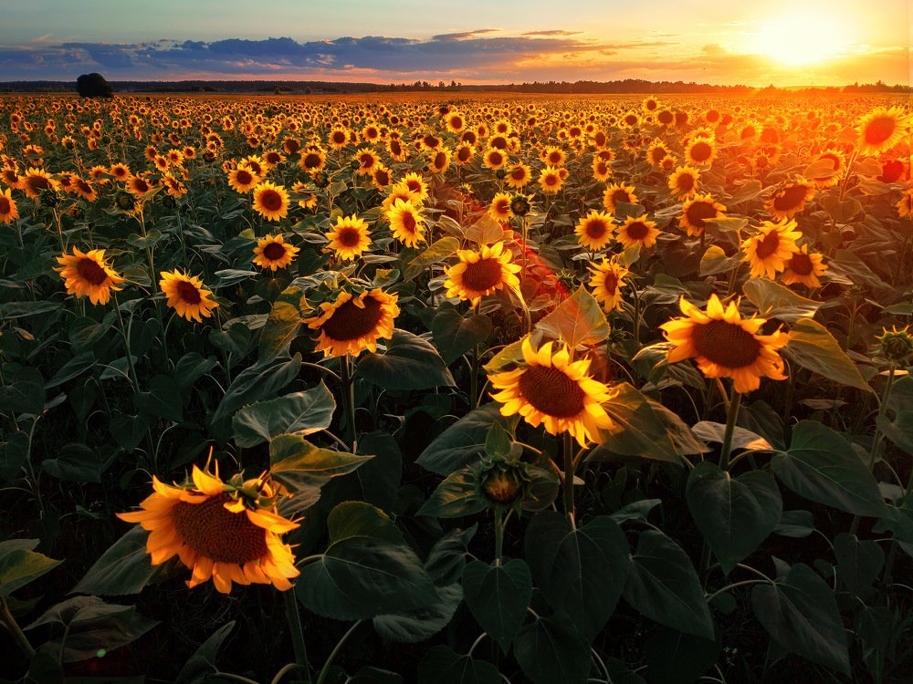 Photograph by Юрий Никитюк