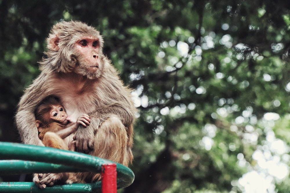 Motherly traits of nature.