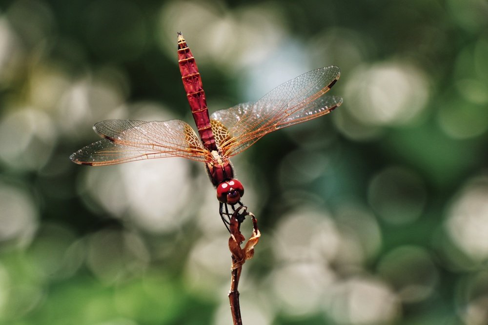United colours of the macro world