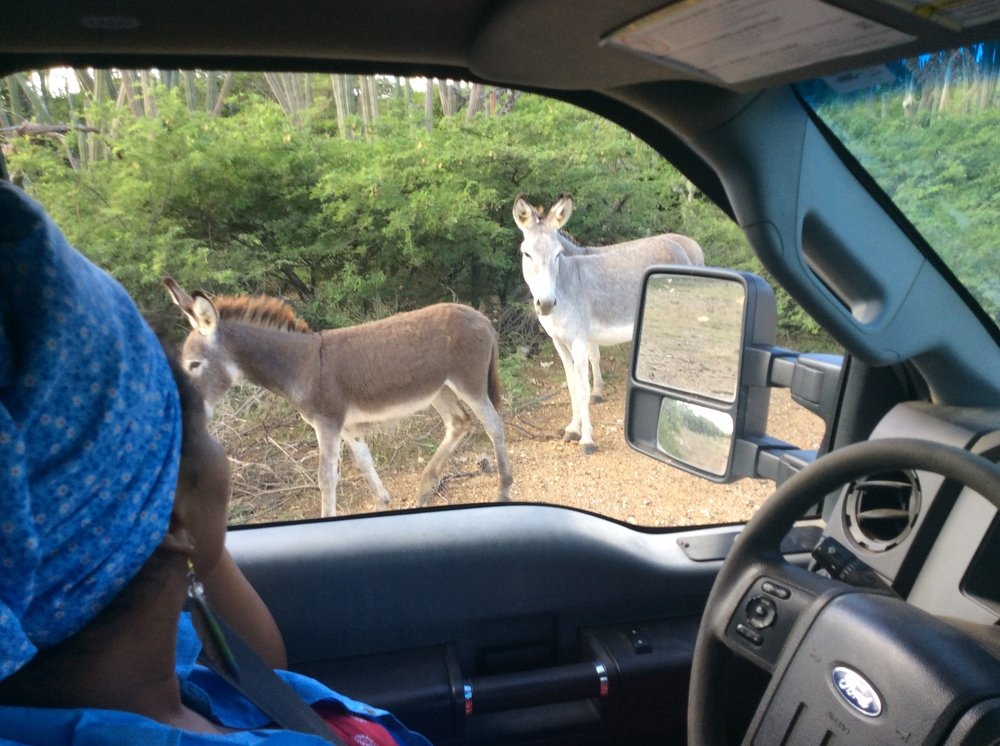 Wild Donkeys along the road in Bonaire