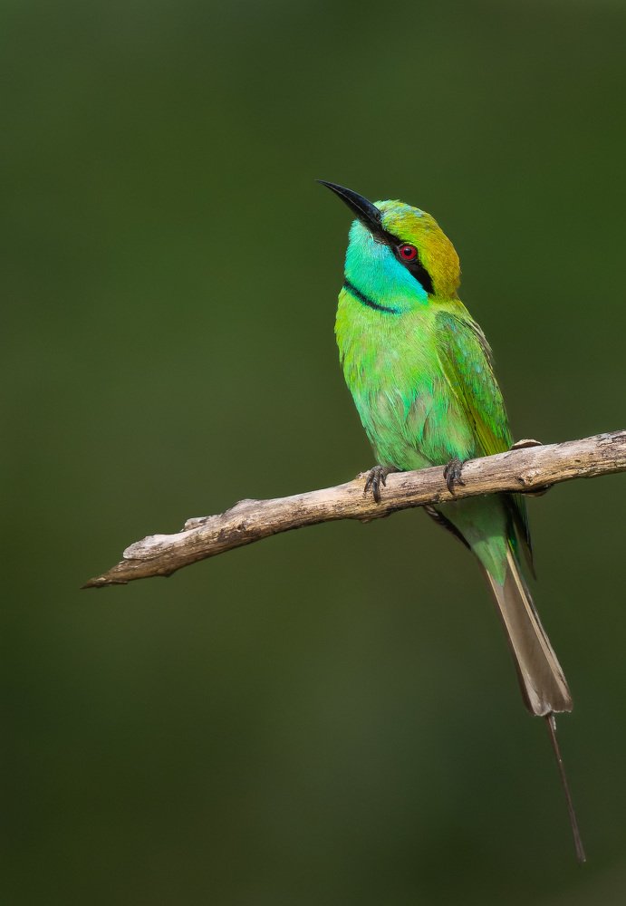 Фотография автора Anandhu M