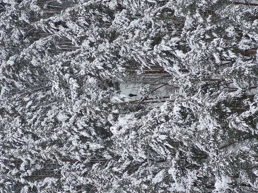 Заблудившийся