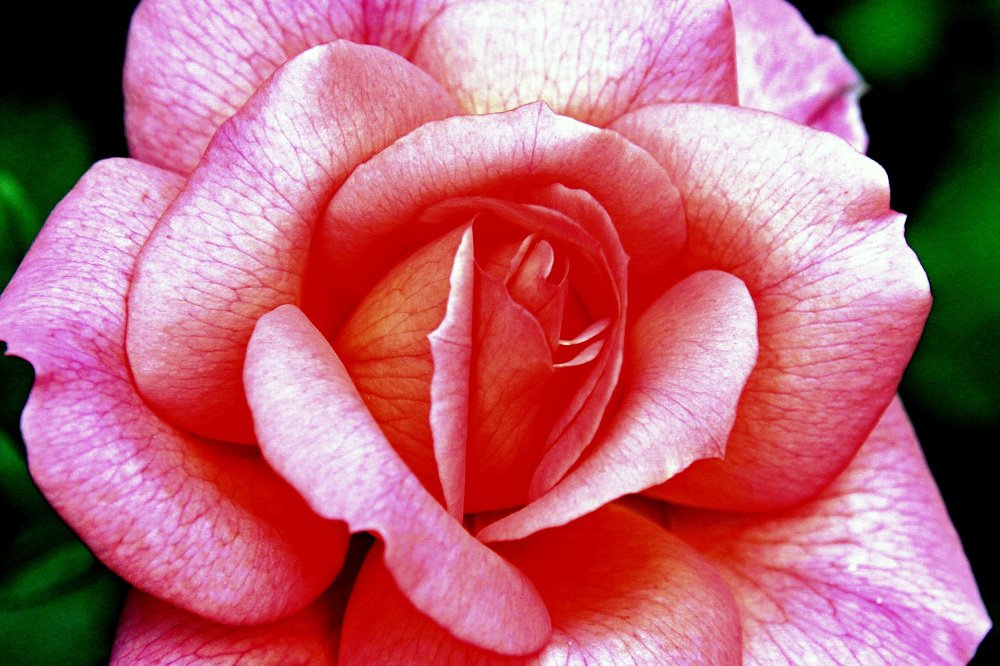 Photograph by Александр Бугаенко