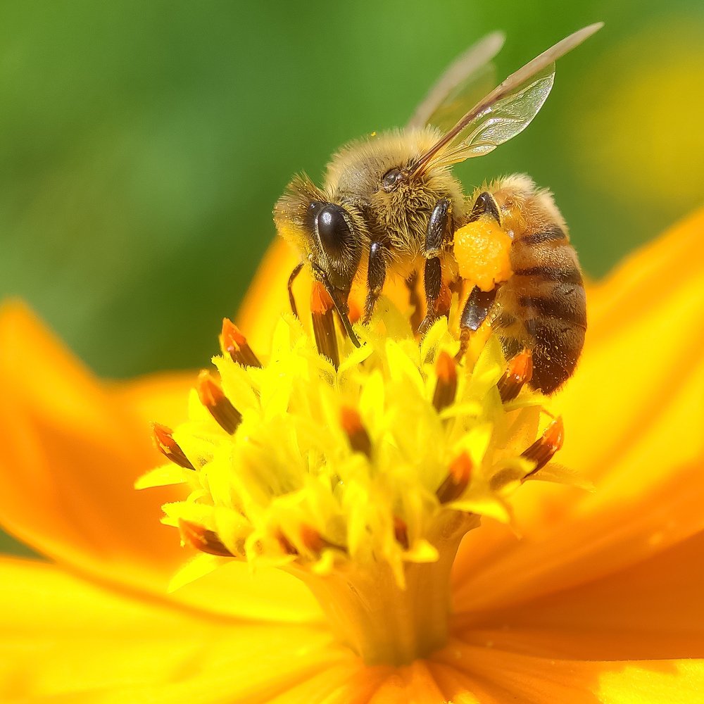 Western Honey Bee