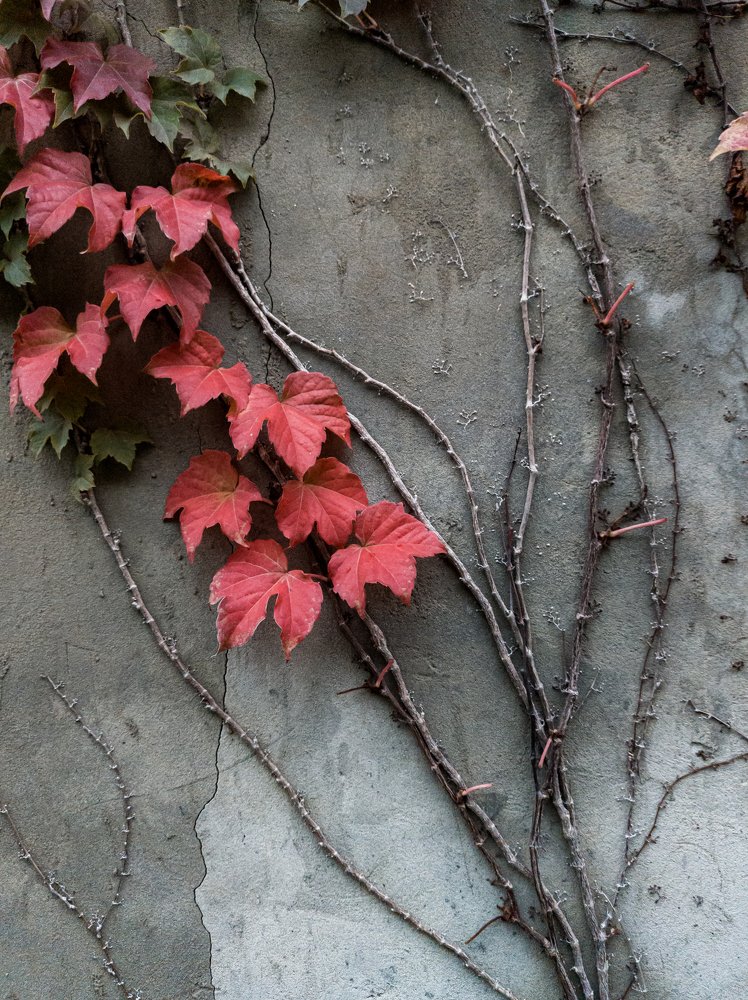 Photograph by Ксения Щербакова