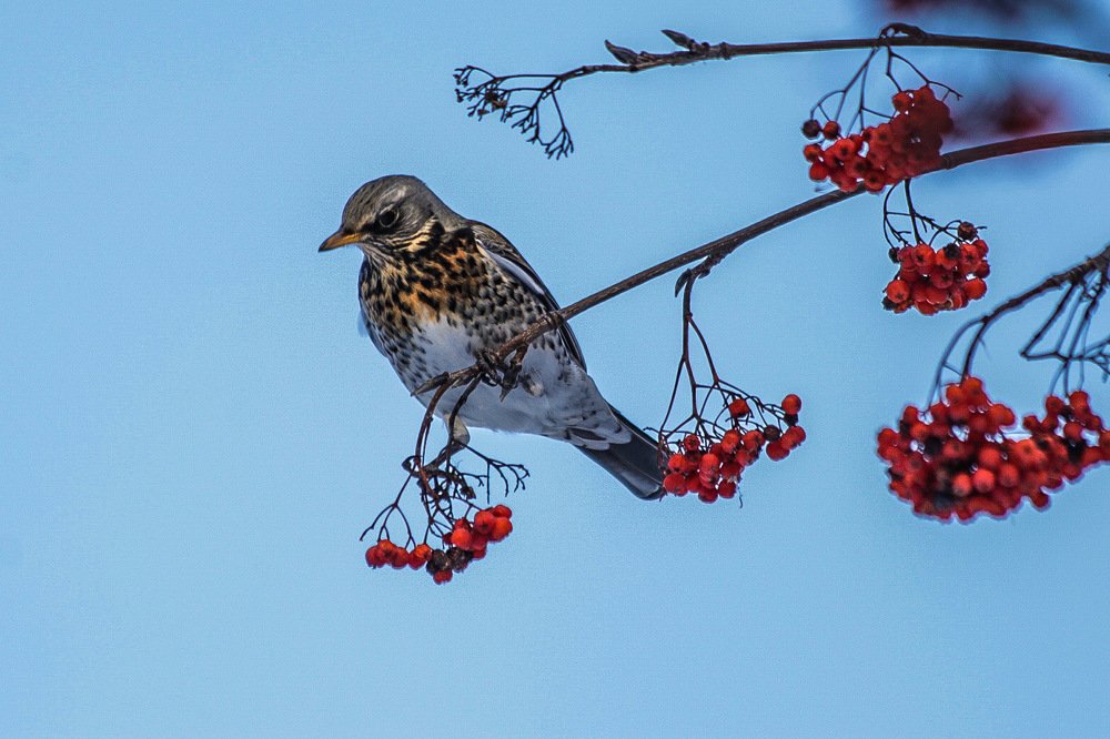 Высоко сижу. Дрозд-рябинник