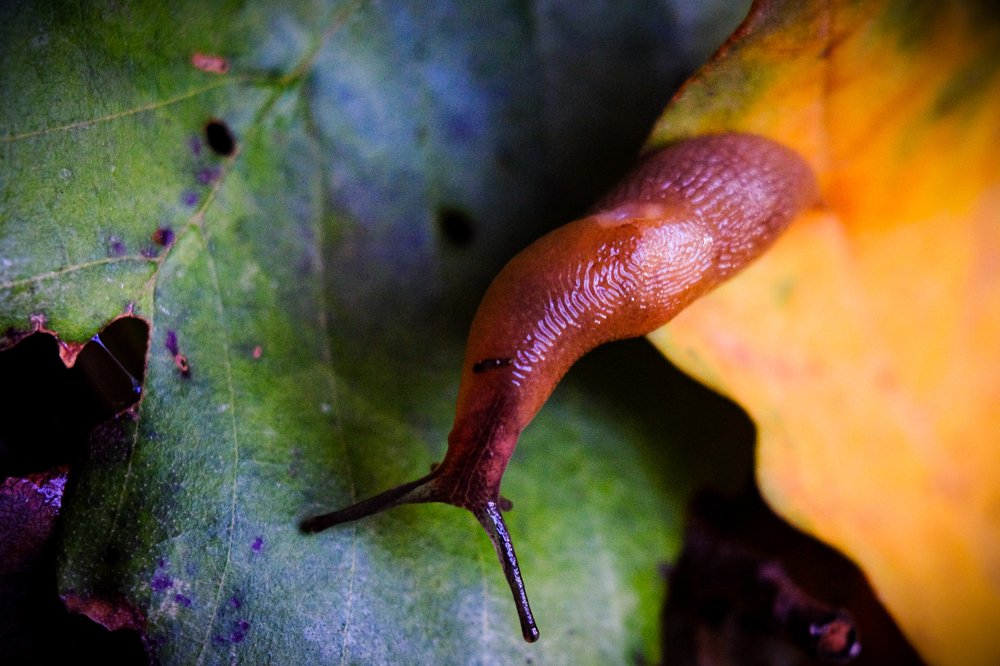 Photograph by Антон Один