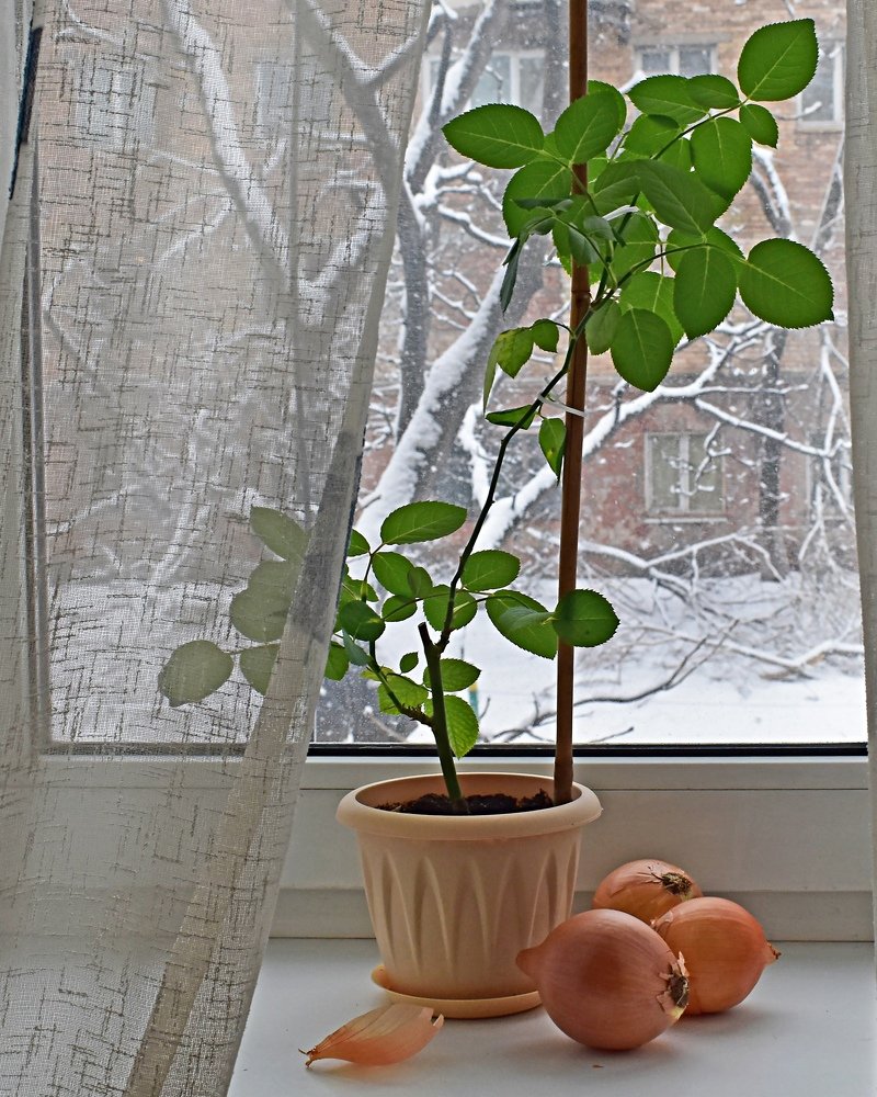 Зимний натюрморт .