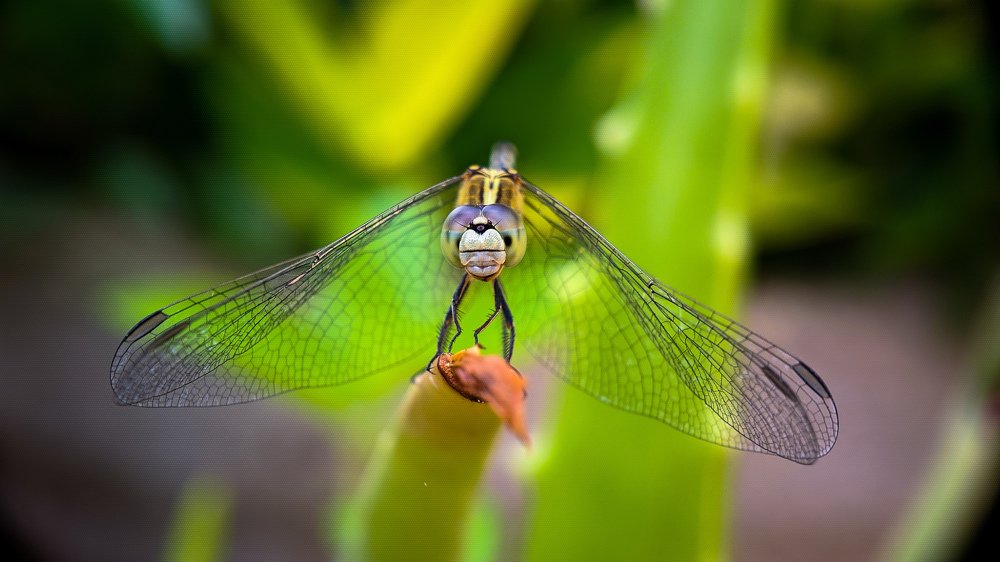 Photograph by S BharathRaj