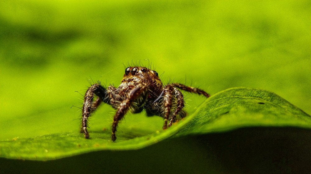 Photograph by S BharathRaj