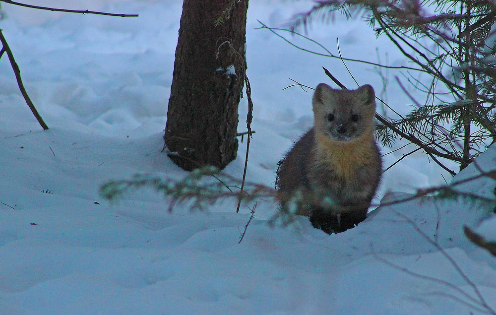 Сибирский таёжник