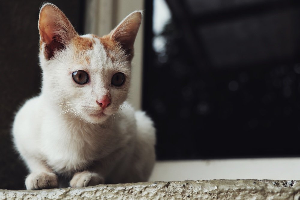 Uncover the cat's curiosity