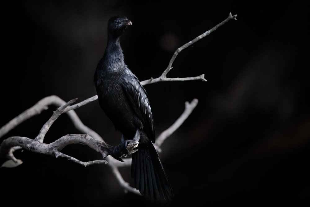 Photograph by Rin Võ