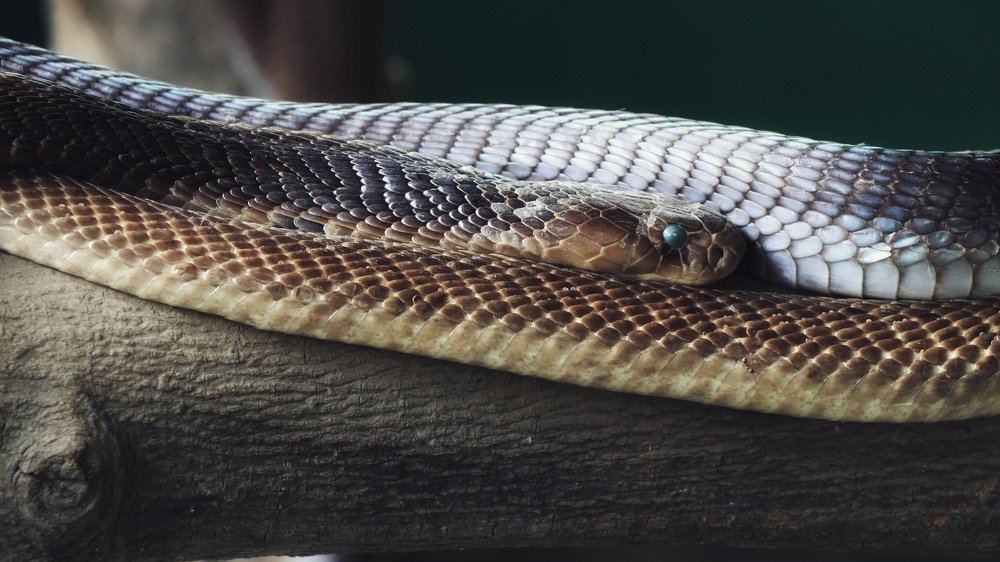 Photograph by Priyansh Patil