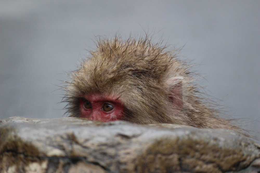 Photograph by Thomas et