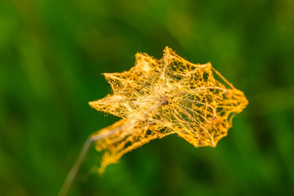 Солнечная паутина