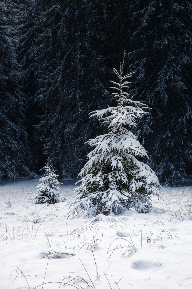 Photograph by Алексей Бойко