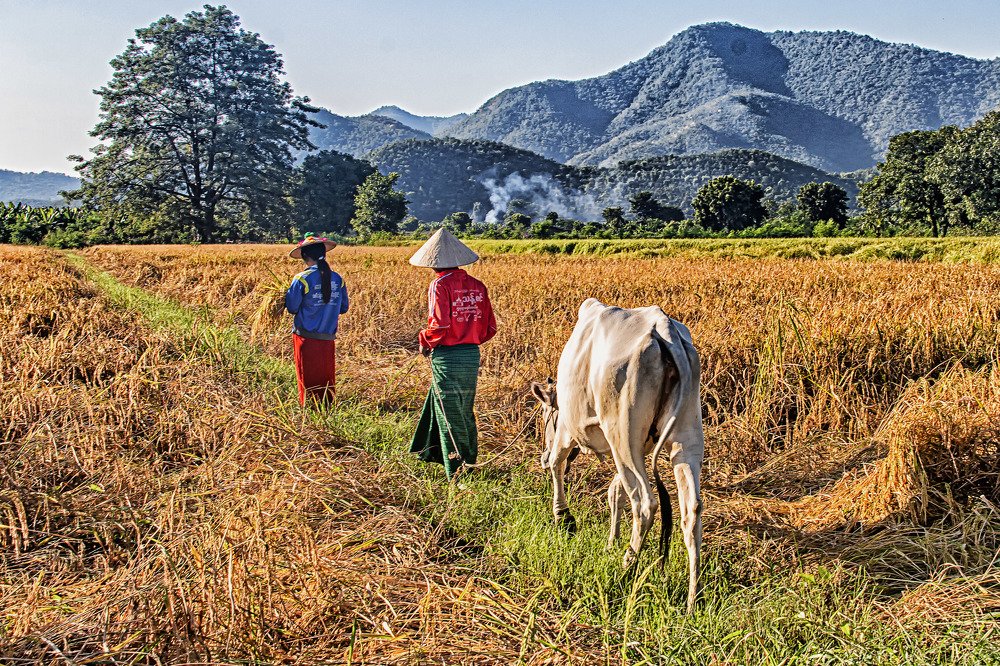 toward golden fields