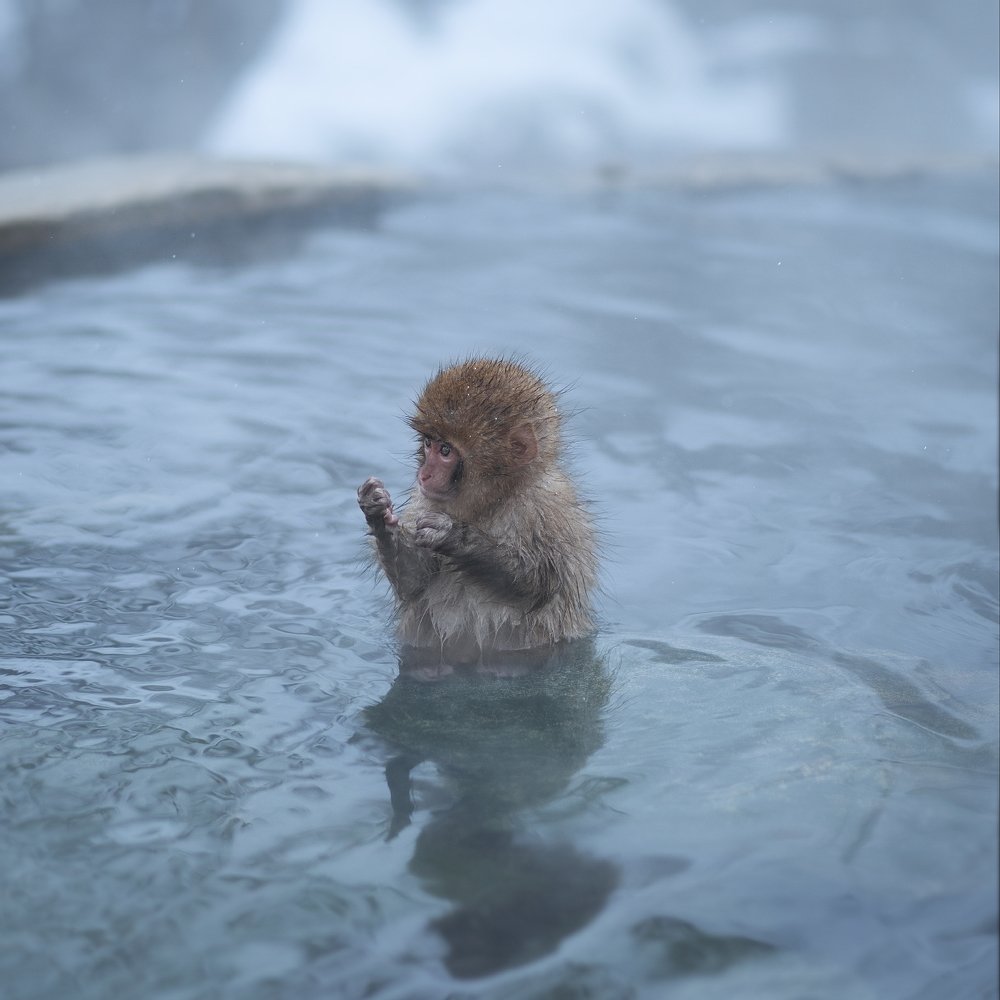 Baby snow monkey