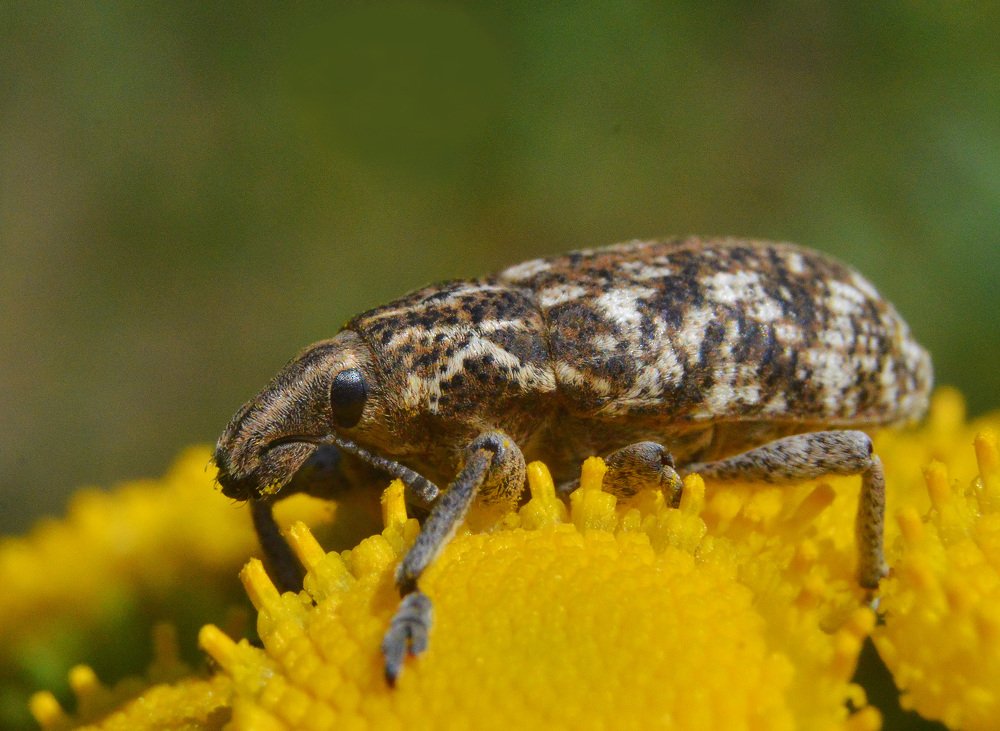 Долгоносик.