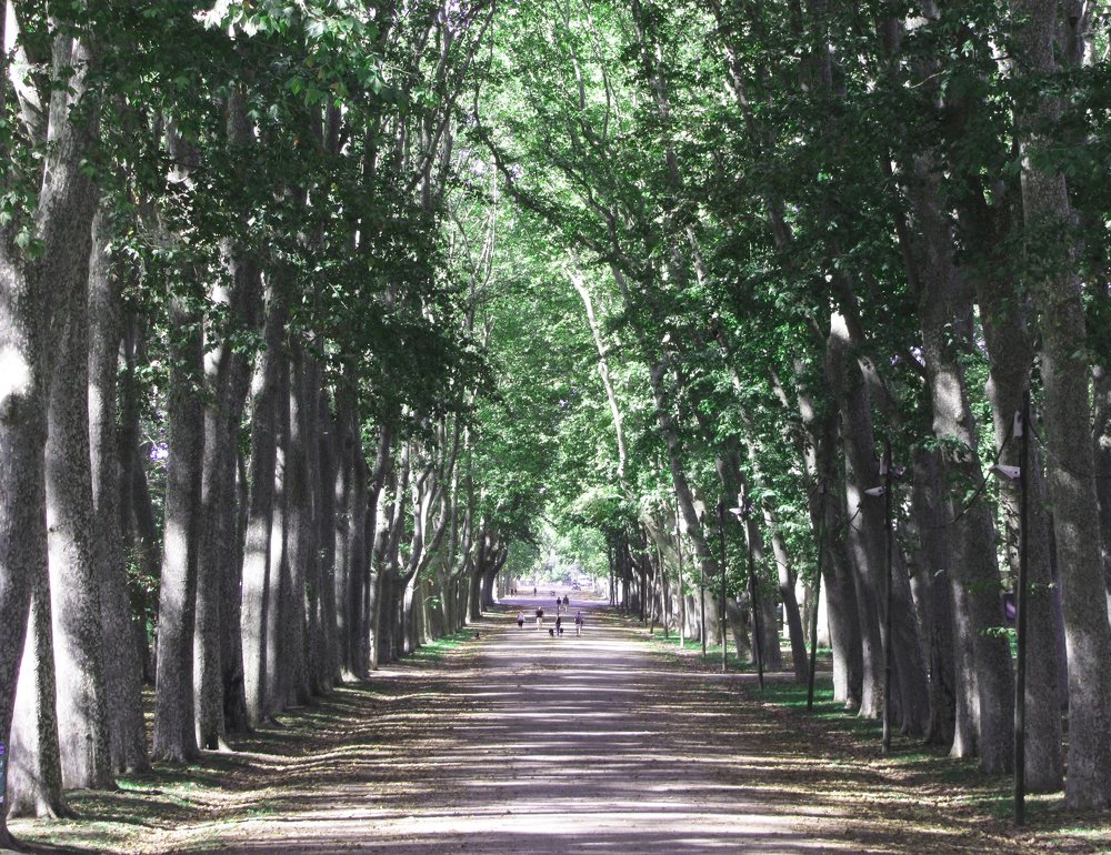 Платановое чудо